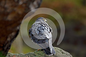 Peregrine Falcon sitting in rock. Rare bird in nature habitat. Falcon in the Czech mountain Ceske Svycarsko National Park. Bird of