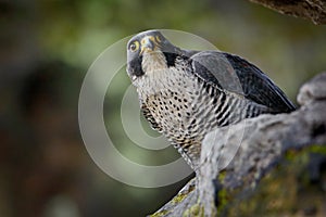 Peregrine Falcon sitting in rock. Rare bird in nature habitat. Falcon in the Czech mountain Ceske Svycarsko National Park. Bird of