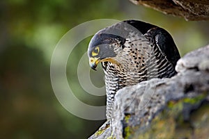 Peregrine Falcon sitting in rock. Rare bird in nature habitat. Falcon in the Czech mountain Ceske Svycarsko National Park. Bird of