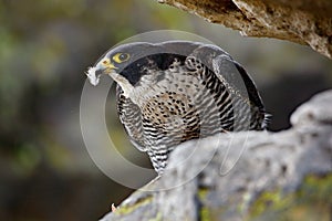 Peregrine Falcon sitting in rock. Rare bird in nature habitat. Falcon in the Czech mountain Ceske Svycarsko National Park. Bird of