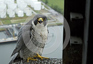 Peregrine Falcon; Slechtvalk; Falco peregrinus