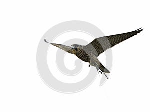 Peregrine Falcon is soaring into the air , isolated photo