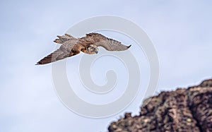 Peregrine falcon, a species of Falcons and caracaras falconidae aka great footed hawk peregrine flying