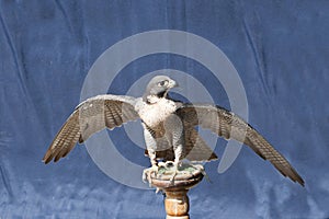 Peregrine falcon on a stand with wings spread