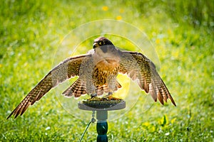 Peregrine falcon stretching his wings on a perch on a sunny day.