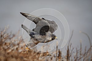 Peregrine Falcon in take off position  in NJ