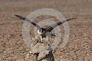 The peregrine falcon Take off, Rann of Katchh, Gujarat, India