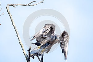 A Peregrine falcon about to take off.