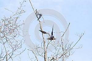 A Peregrine falcon took off.