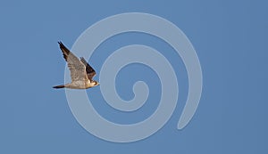 Peregrine Falcon - Wanderfalke - Falco peregrinus