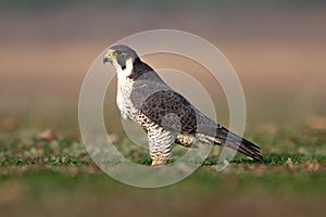 Peregrine Falcon On a Winter Morning