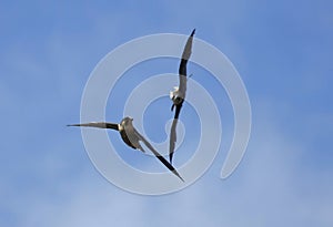 Peregrine falcons chasing eachother