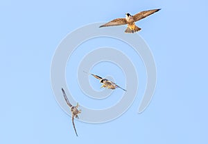 Peregrine Falcons in flight training