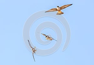 Peregrine Falcons in flight training photo