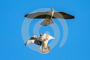 Peregrine falcons in flight in the wild, wales, uk