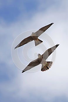 Peregrine falcons riding the thermals photo