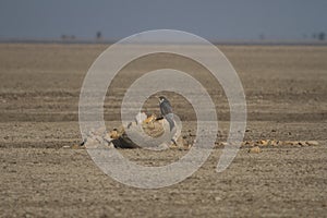 Peregrines falcon in a desert plain in kutch
