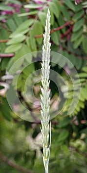 Peregul plant perennial or ryegrass English Lolium perenne