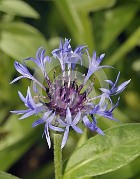 Perenial Cornflower