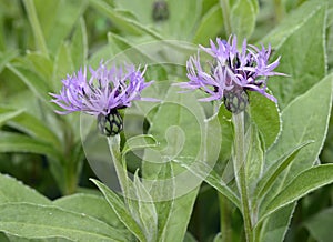 Perenial Cornflower