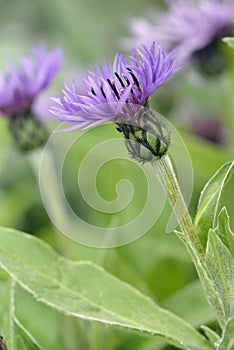 Perenial Cornflower