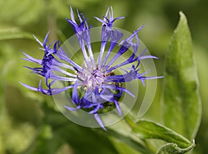 Perenial Cornflower