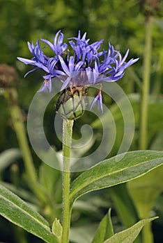 Perenial Cornflower