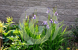 Perenial flowerbed in the garden with blue irises and lush green bushes and hedges bark mulch  garden lawn cut