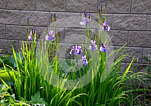 Perenial flowerbed in the garden with blue irises and lush green bushes and hedges bark mulch  garden lawn cut
