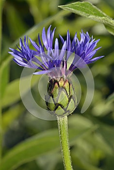 Perenial Cornflower