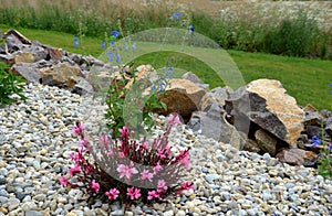 Perennial with an airy habit, small green leaves and delicate flowers. Gaura lindheimeri Gambit Pink is compactly growing, growing photo