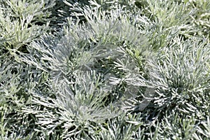 Perennial Artemisia Schmitidiana, Nana groundcover mugwort for aromatic herbaceous garden