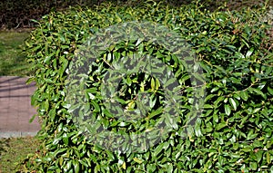 Perennial beds with miniature bunches of daffodils in a bark mulched flower bed on a hill. stones and small shrubs create a sunny