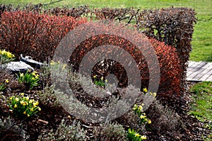 Perennial beds with miniature bunches of daffodils in a bark mulched flower bed on a hill. stones and small shrubs create a sunny