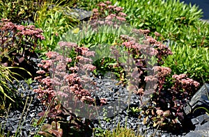 Perennial beds mulched with dark stone gravel with a predominance of ornamental grasses