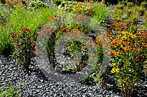 Perennial beds mulched with dark stone gravel with a predominance of ornamental grasses