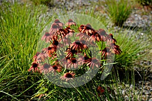 Perennial beds mulched with dark stone gravel with a predominance of ornamental grasses