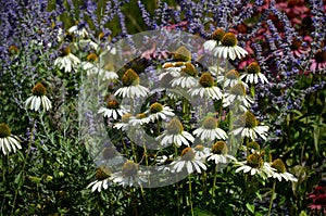 Perennial beds mulched with dark stone gravel with a predominance of ornamental grasses