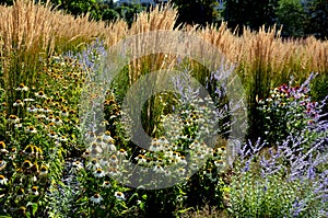 Perennial beds mulched with dark stone gravel with a predominance of ornamental grasses photo