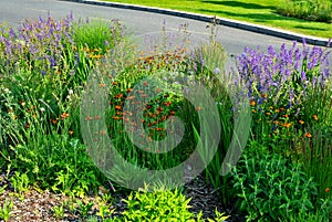 Perennial beds in street plantings. Variegated rich stands of prairie hardy flowers blooming profusely like a meadow. concrete int
