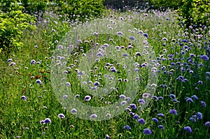 Perennial beds in street plantings. Variegated rich stands of prairie hardy flowers blooming profusely like a meadow. concrete int