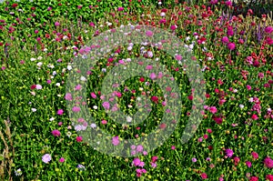 Perennial beds in street plantings. Variegated rich stands of prairie hardy flowers blooming profusely like a meadow. concrete int