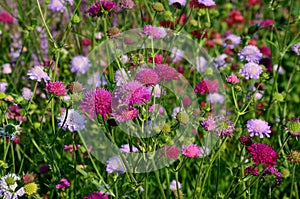 Perennial beds in street plantings. Variegated rich stands of prairie hardy flowers blooming profusely like a meadow. concrete int photo