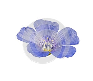 Perennial blue flax linum perenne flower isolated