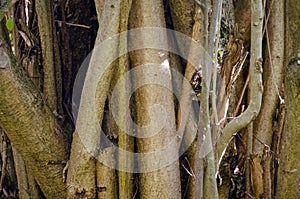 Perennial, branched trunk of a hazel bush