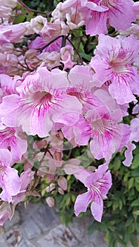 Perennial bush with beautiful large pink delicate flowers