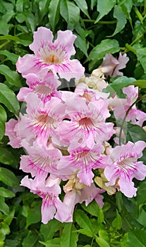 Perennial bush with beautiful large pink delicate flowers