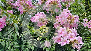 Perennial bush with beautiful large pink delicate flowers