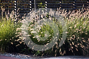 The perennial Chinese pennisetum is a decorative ornamental grass in the garden