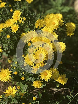 Perennial Chrysanthemums open their pretty late season flowers